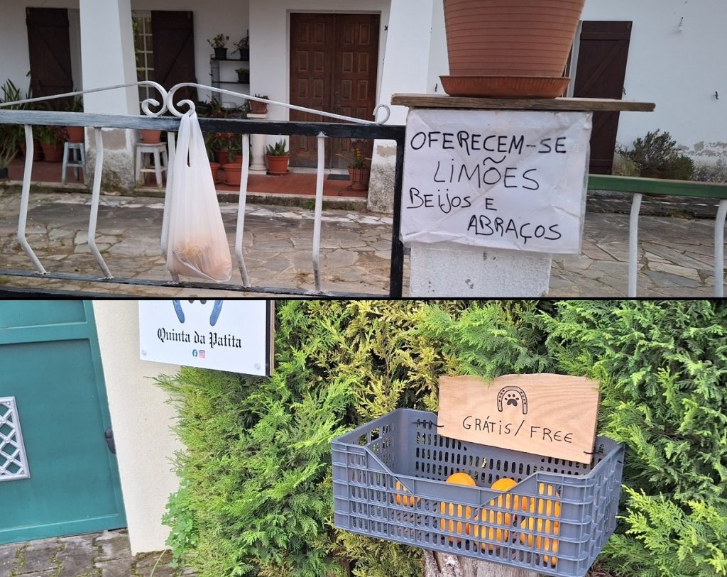 Exemplos a seguir fruta