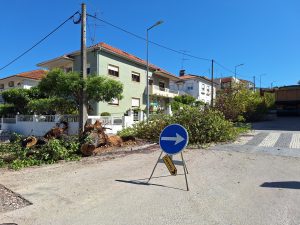Um dia triste para Tomar e para a natureza (c/ fotos e vídeo) 20250424 105217