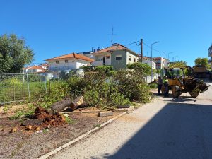 Um dia triste para Tomar e para a natureza (c/ fotos e vídeo) 20250424 105305