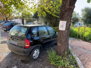 Câmara prepara abate ilegal de 10 olaias na av. Egas Moniz arvores olaias 2unnamed 1