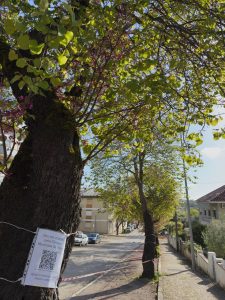 Câmara prepara abate ilegal de 10 olaias na av. Egas Moniz arvores olaias unnamed 1