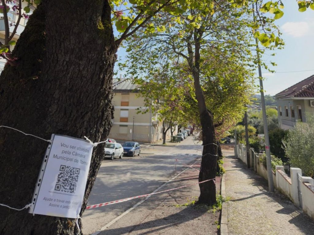 Câmara prepara abate ilegal de 10 olaias na av. Egas Moniz arvores olaias unnamed 1 Copia
