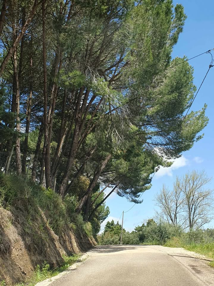 Perigo na estrada de Casal Pinheiro casal pinheiro 685743037375559 6437891513779782952 n