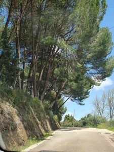 Perigo na estrada de Casal Pinheiro casal pinheiro 1138379304725147 5666035893019096620 n