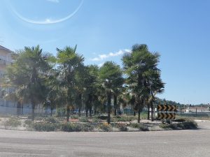 Tomar tem mais de 20 rotundas só na cidade rotunda IMG 20240701 153951