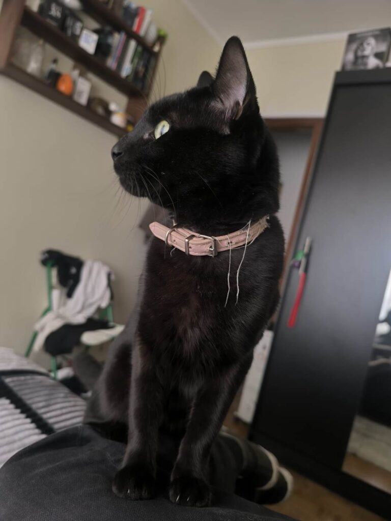 Apelo: gato desapareceu (atualização)* IMG 20250516 WA0008