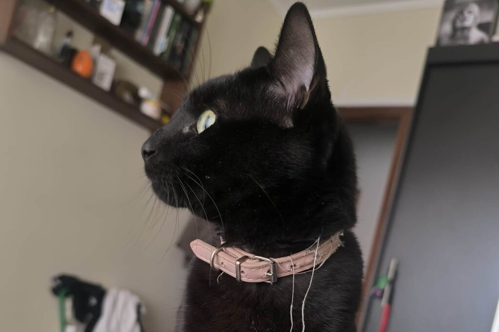 Apelo: gato desapareceu (atualização)* IMG 20250516 WA0008 Copia