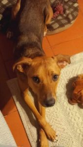 Apelos: cães desaparecidos apelo 1354332192278638 8641065202891876857 n