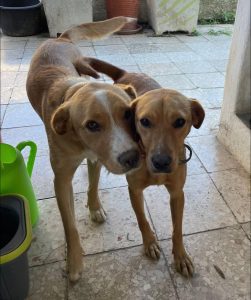 Apelos: cães desaparecidos apelo 1024187376445591 100392883580173202 n