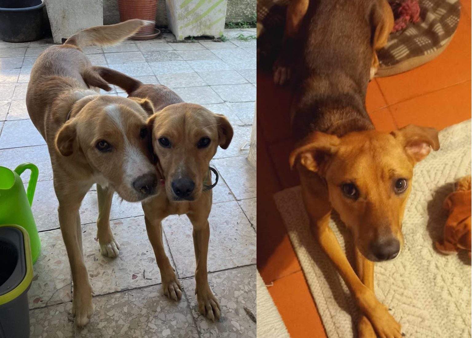 Apelos: cães desaparecidos apelos89