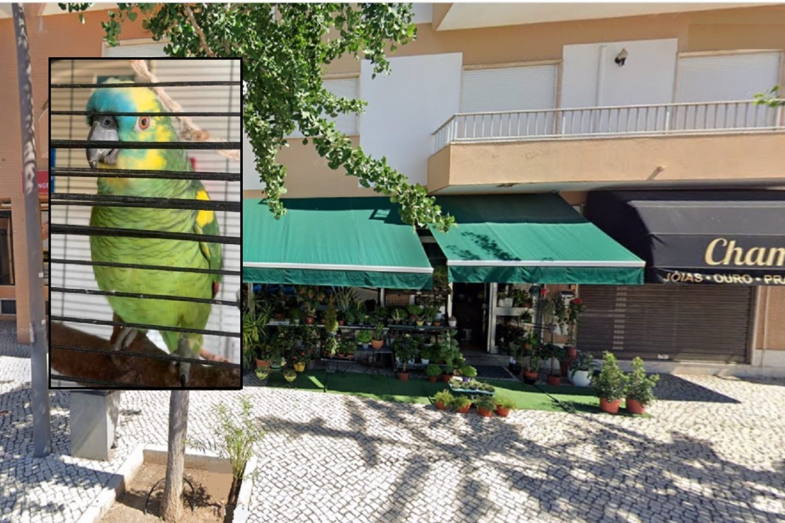Florista assaltada no Entroncamento. Roubaram dinheiro e um papagaio (atualização)* entronc 654