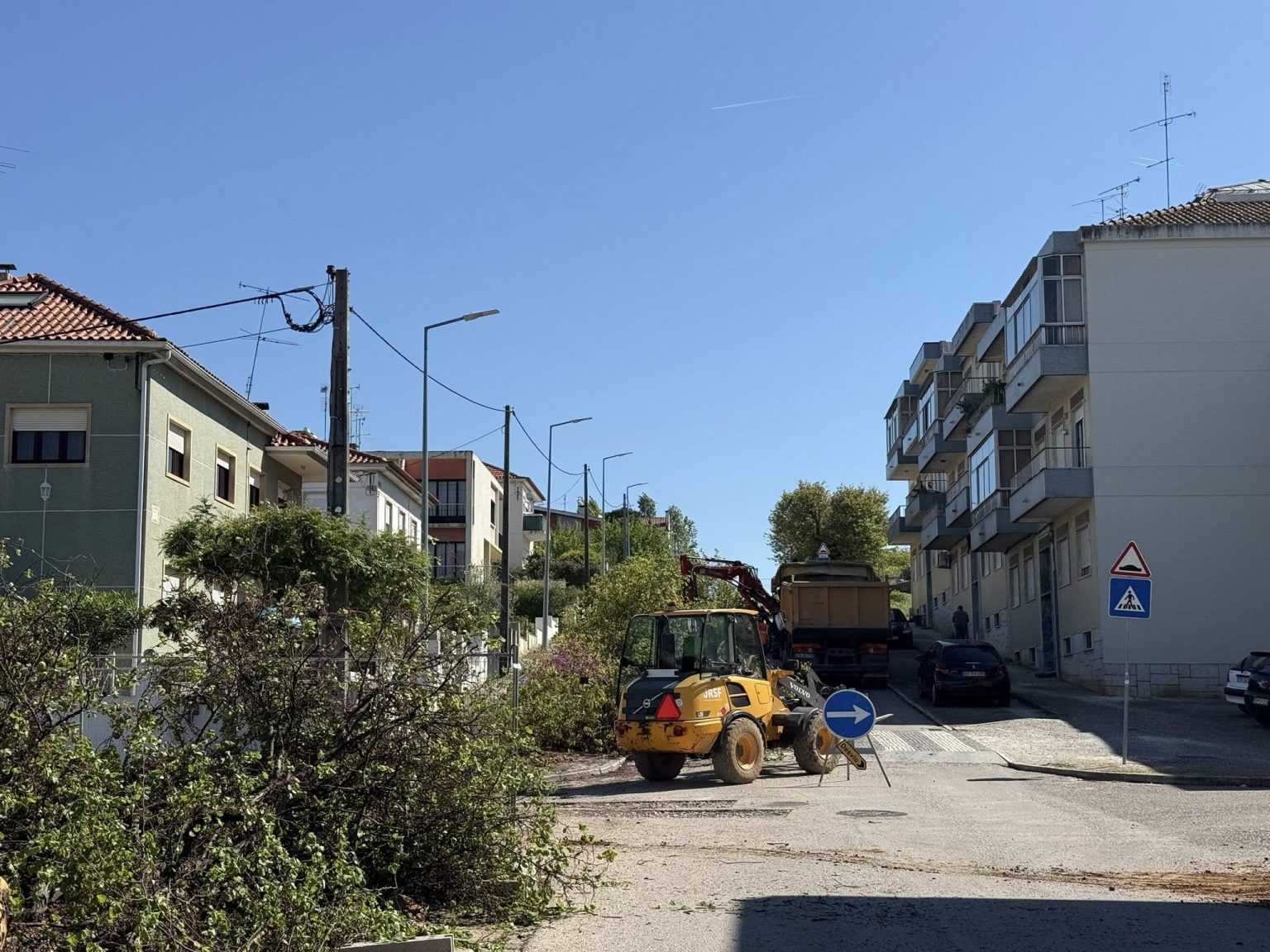 Olaias da Av. Dr. Egas Moniz: A história mal contada de um abate evitável olaias 400332409211 5522546561452406658 n