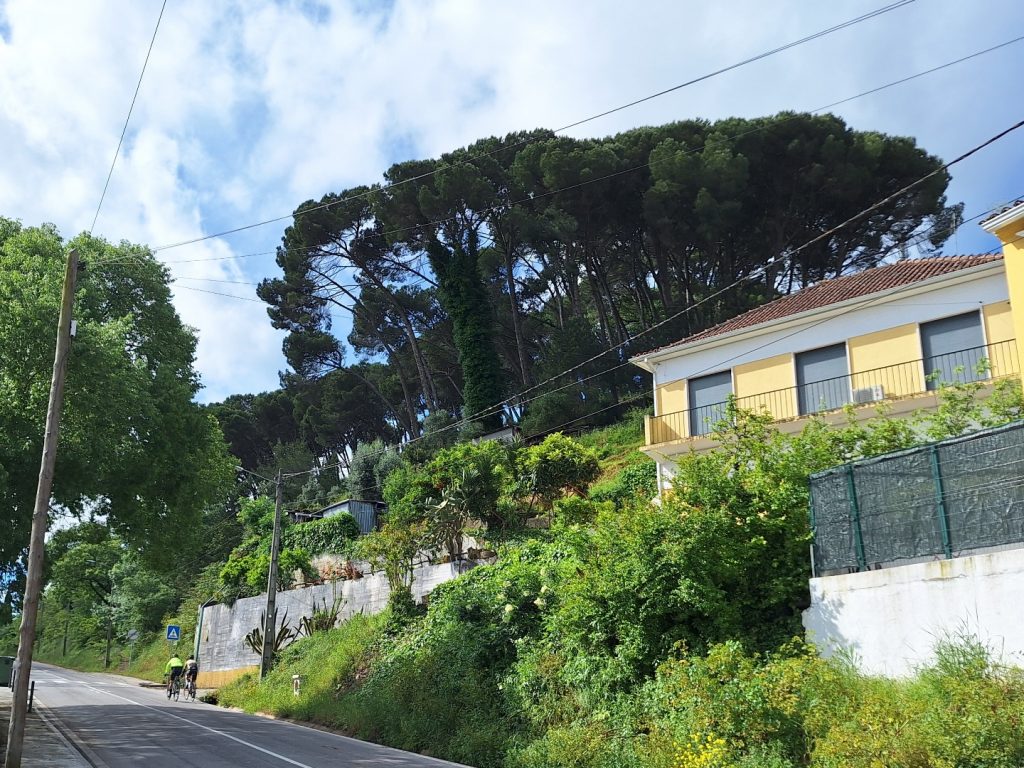 pinhal santa barbara 20250501 103139