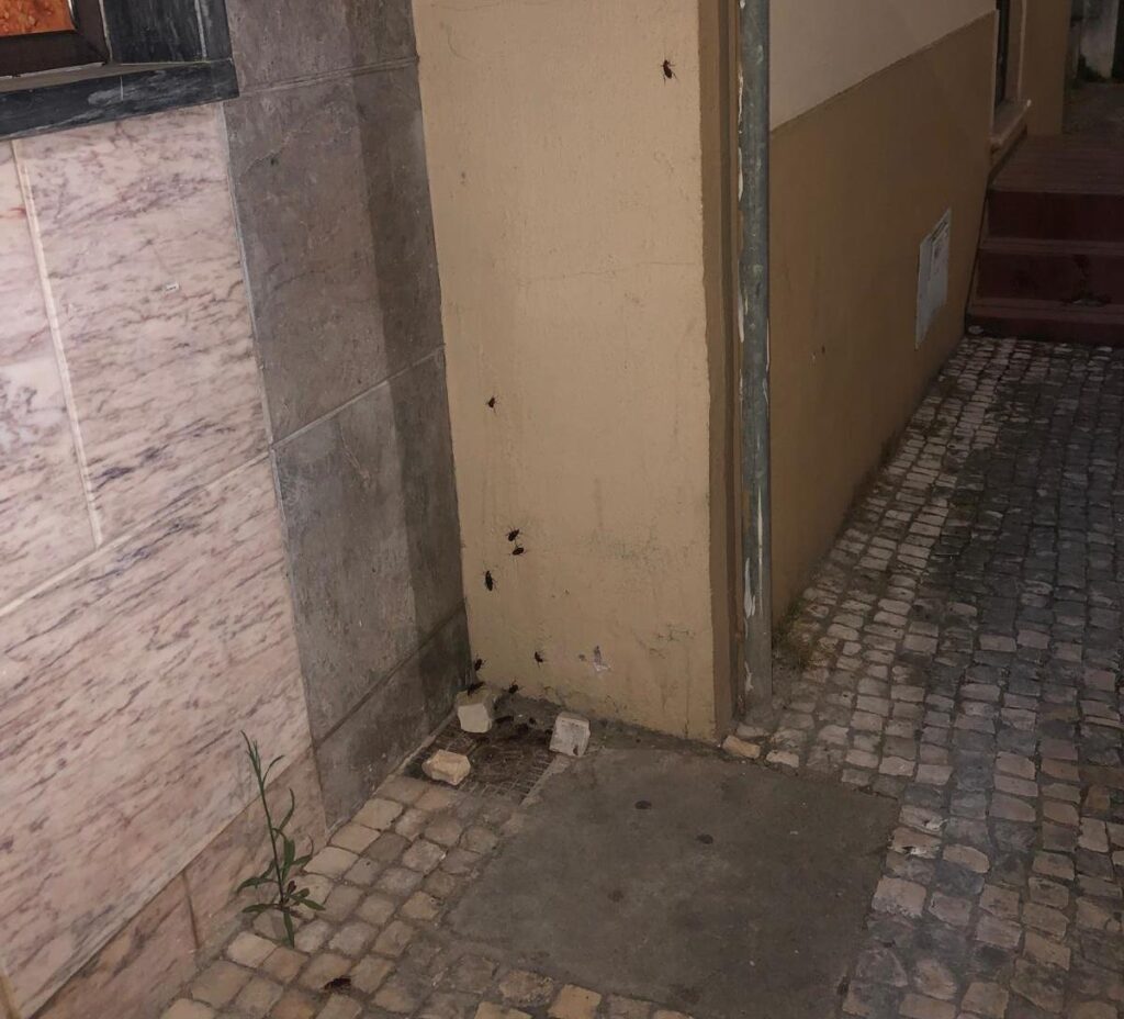 Praga de baratas em Tomar baratas IMG 20250626 WA0001