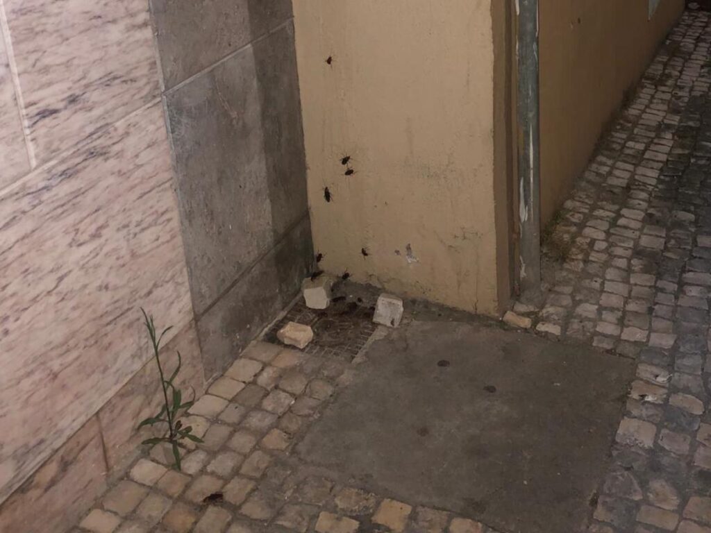 Praga de baratas em Tomar baratas IMG 20250626 WA0001 Copia