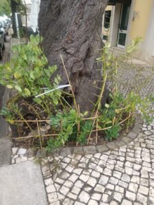 Mais uma favada junta moradores e comerciantes na rua dos Arcos favada IMG 20250610 WA0006
