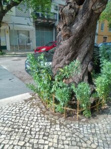 Mais uma favada junta moradores e comerciantes na rua dos Arcos favada IMG 20250610 WA0010