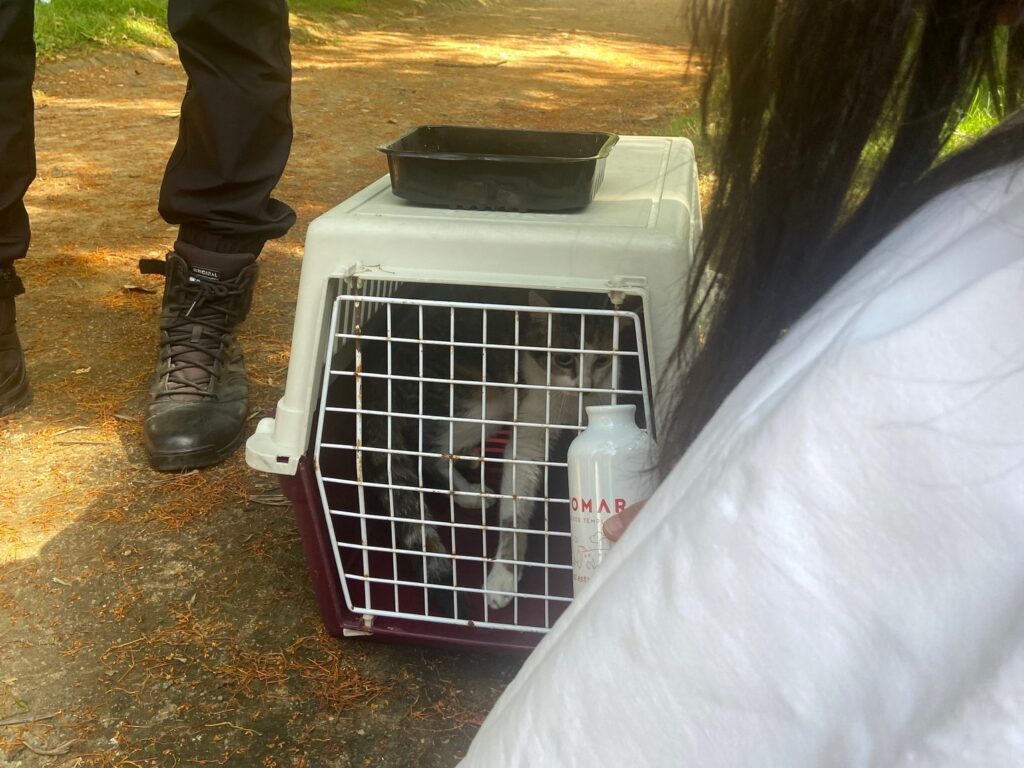 gato 0012660101616 9047507985146725362 n