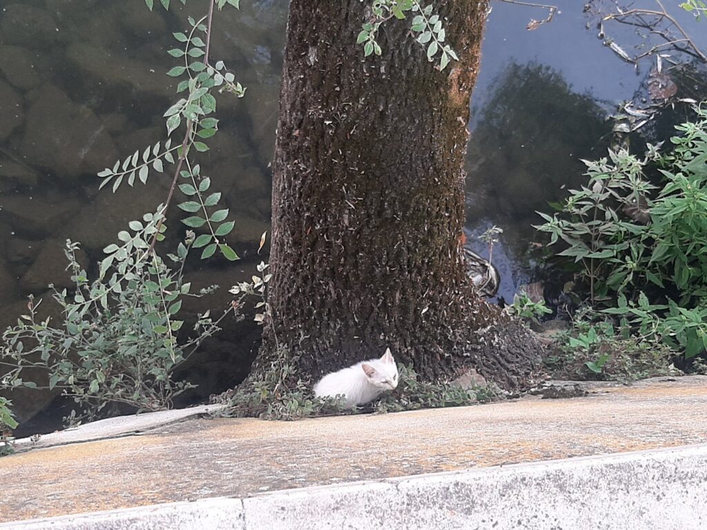 Bombeiros de Tomar salvam gatinho bebé gato 20250619 184951