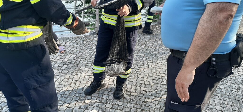 Bombeiros de Tomar salvam gatinho bebé gato 20250619 192944