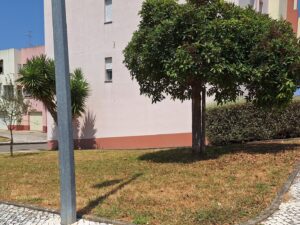 Canteiros de relva estão a morrer à sede relva 20250617 143851