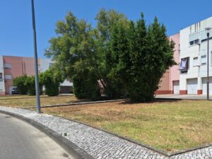 Canteiros de relva estão a morrer à sede relva 20250617 143857