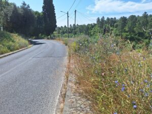 A odisseia de entrar a pé na cidade pela rua de Leiria (c/ fotos) rua de leiria 20250622 103512