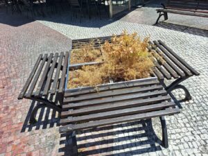 Plantas morrem à sede em canteiros na cidade 20250708 134606