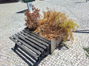 Plantas morrem à sede em canteiros na cidade 20250708 134746