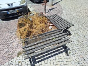 Plantas morrem à sede em canteiros na cidade 20250708 134754