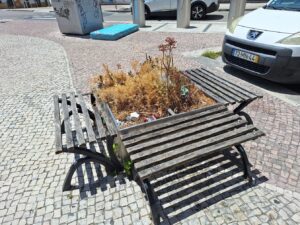 Plantas morrem à sede em canteiros na cidade 20250708 134804