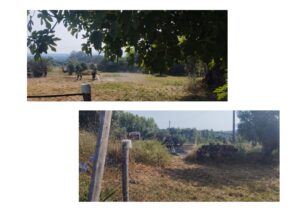 Câmara criticada por não limpar os seus terrenos limpeza terrenos INCENDIO 2025 2 2 page 0003