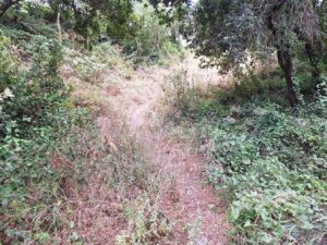 Novo passadiço no pinhal de Santa Bárbara sem ligação ao bairro Nª Srª dos Anjos pinhal de santa barbara 20250712 103950