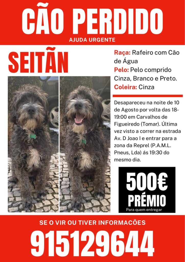 Dona oferece 500 euros a quem encontrar este cão (Atualização)* apelo 1463125925079 8684764890001828487 n 1