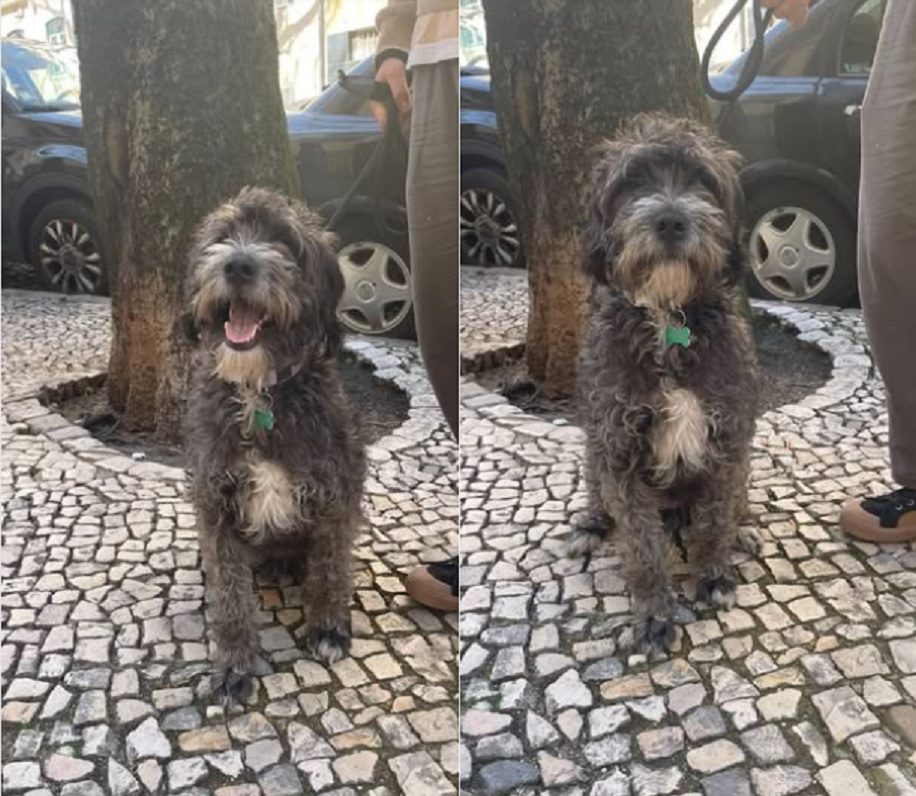 Dona oferece 500 euros a quem encontrar este cão (Atualização)* apelo 678900