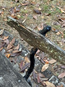 Desleixo e falta de civismo na cidade de Tomar 13