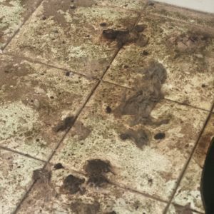 Desleixo e falta de civismo na cidade de Tomar 7