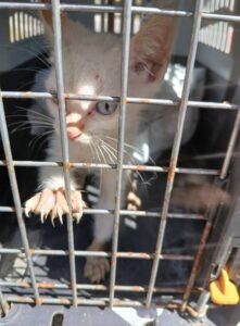 gato 237427351119109 3838372880389450927 n