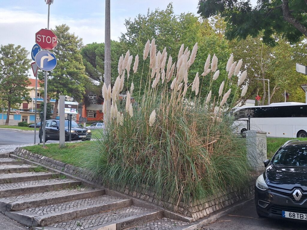 Erva das Pampas no centro de Tomar
