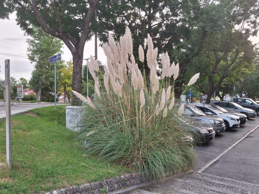 pampas 20250920 185722