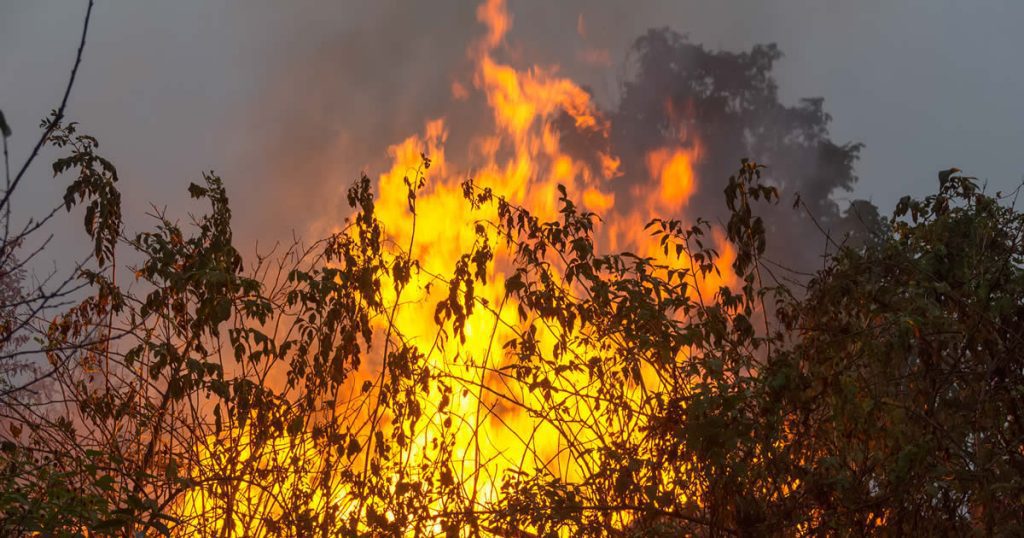 Mulher detida pela PJ por incêndio florestal em Alvaiázere