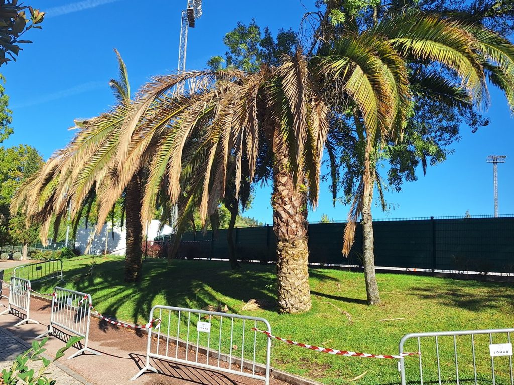 Mais duas palmeiras condenadas pela praga do escaravelho palmeira 20251005 103754