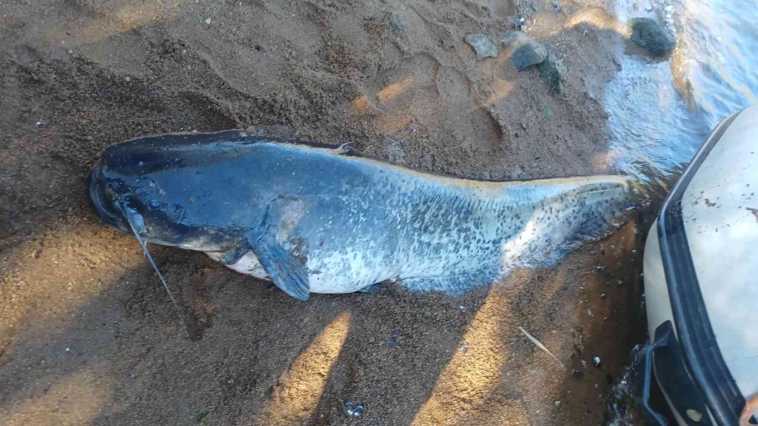 Pescador de Tomar captura mais um Siluro gigante no rio Tejo (c/ vídeo) siluro Messenger creation FEDE906B 18BD 4A20 80F5 1363DDD5FFCE