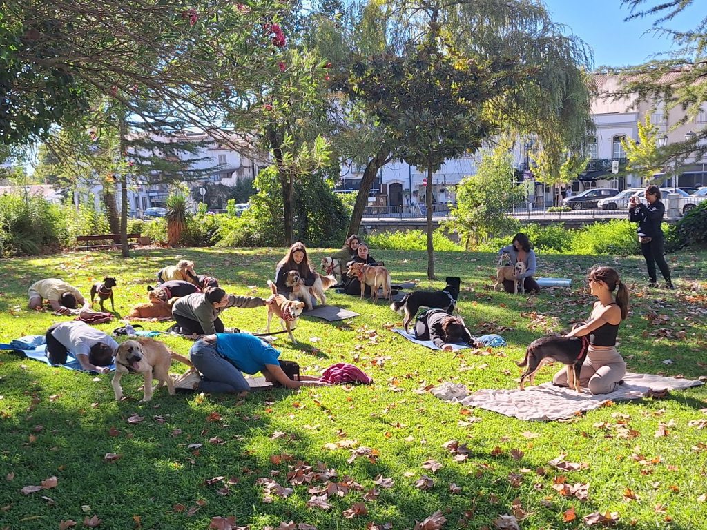 Dog yoga chega a Tomar: cães e tutores praticam juntos no Mouchão yoga caes 20251005 104756
