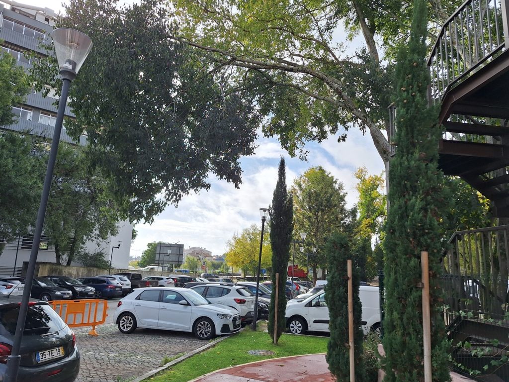 Ramos de árvore em risco de caírem no parque de Santa Iria arvore 20251116 105057