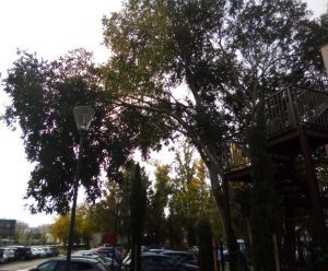 Ramos de árvore em risco de caírem no parque de Santa Iria arvore IMG 20251116 090606
