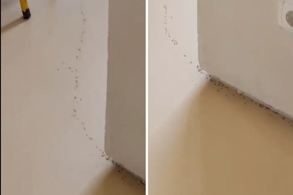 Invasão de formigas no refeitório do Politécnico de Tomar (c/ vídeos) formigas ipt