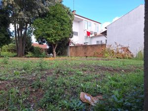 Mais uma empreitada com abates de árvores sem justificação logradouro rua pedro dias 20251102 121847 001
