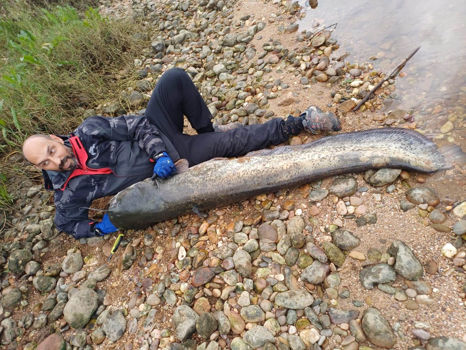 Tomarense pesca Siluro com 1.86m de comprimento siluro 3041b89c 9494 4b34 8503 ca5aa2223e55