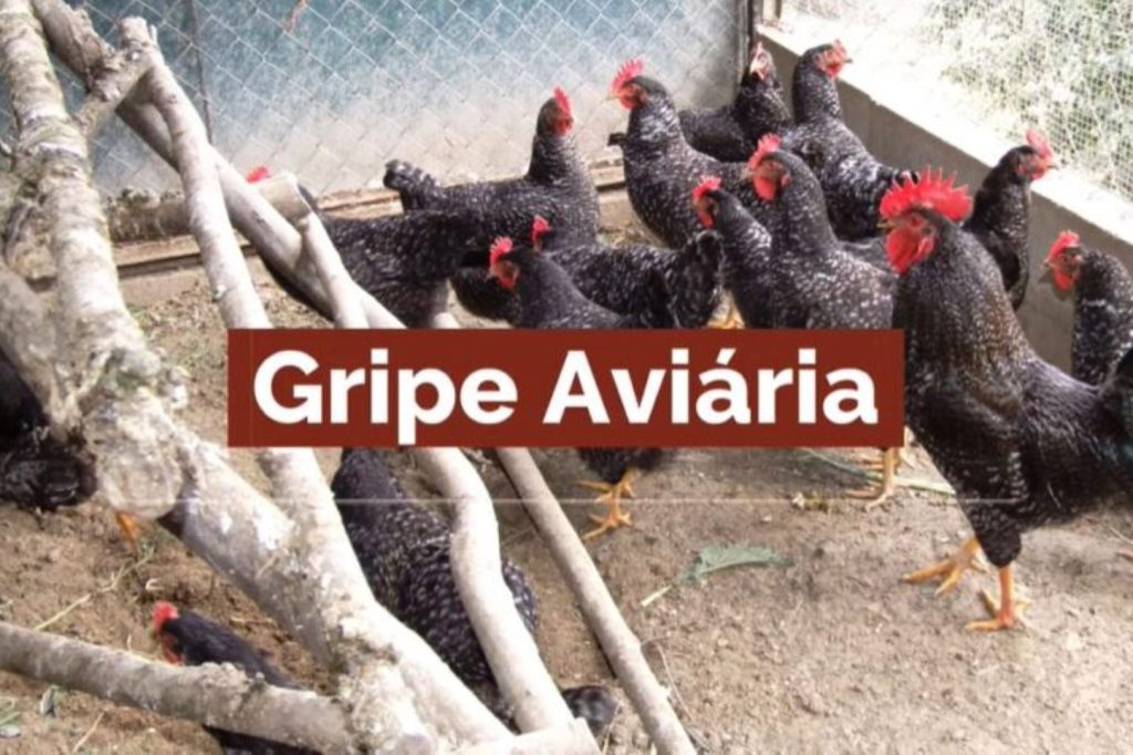 Gripe aviária detetada em Tomar e Ferreira do Zêzere gripe aviaria 1024x482 1